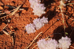 Ptilotus axillaris