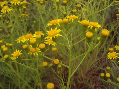 Senecio pampeanus