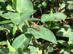 Insecta