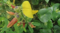 Crotalaria retusa