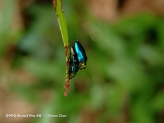 Endelus cupido