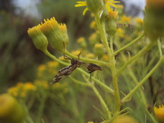 Paramantispa decorata