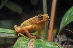 Ingerophrynus divergens