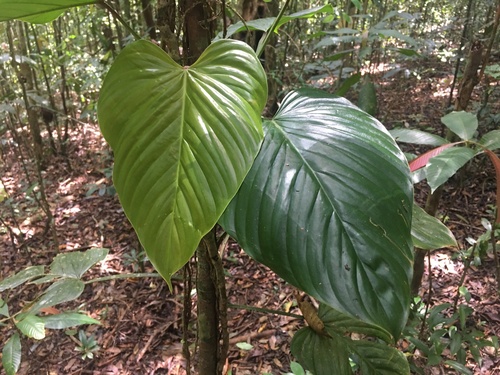 Philodendron (Philodendron ornatum)