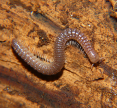 Cambala annulata