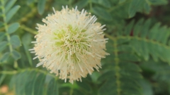 Leucaena leucocephala