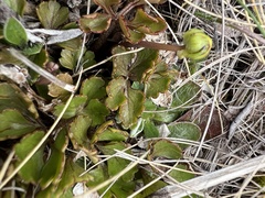 Ranunculus enysii
