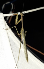 Stagmomantis theophila