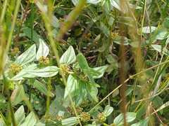 Orthoptera