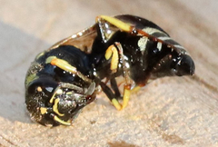 Stenodynerus anormis