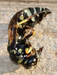 Stenodynerus anormis