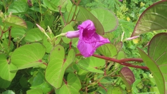 Ipomoea pes-caprae