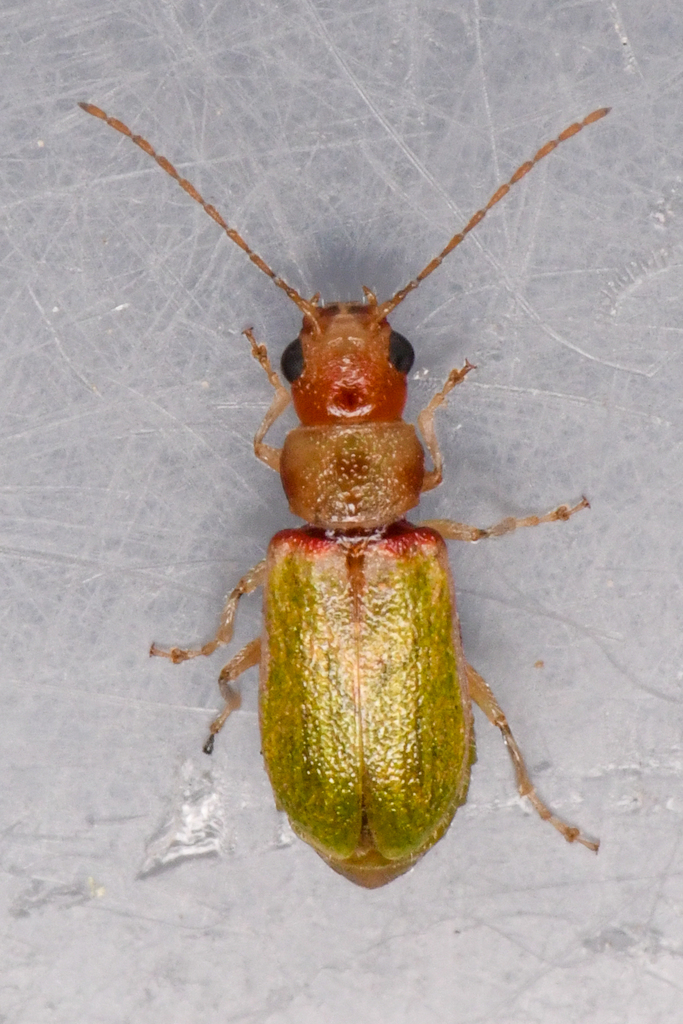 Synetocephalus autumnalis