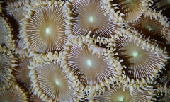 Palythoa heliodiscus