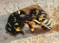 Stenodynerus anormis