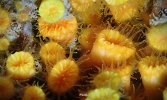 Cladopsammia eguchii