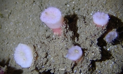 Cladopsammia eguchii