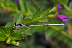 Agriocnemis lacteola