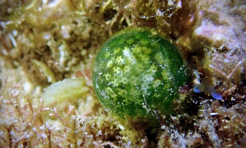 Bornetella sphaerica observed 2021-10-14