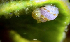 Hiloa variabilis