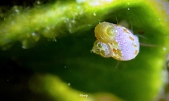 Hiloa variabilis