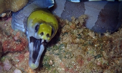 Gymnothorax rueppelliae