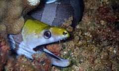 Gymnothorax rueppelliae