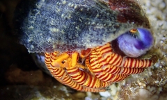 Ciliopagurus strigatus