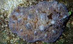 Dendrodoris tuberculosa