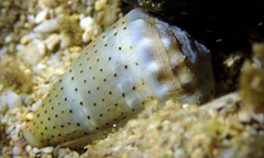 Conus abbreviatus