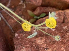 Sida fibulifera