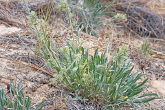 Oreocarya confertiflora