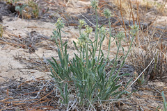 Oreocarya confertiflora