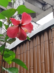 Hibiscus rosa-sinensis