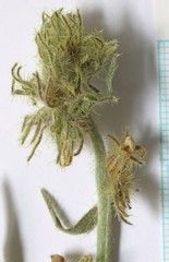 Oreocarya confertiflora