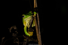 Rhacophorus malabaricus