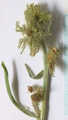 Oreocarya confertiflora