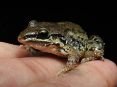 Leptodactylus fragilis