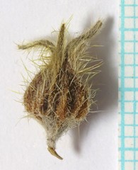 Oreocarya confertiflora