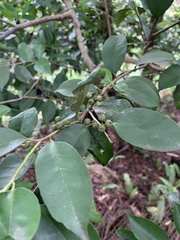 Ilex formosana