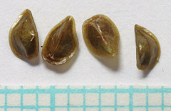 Oreocarya confertiflora