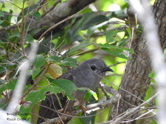Cacomantis variolosus variolosus