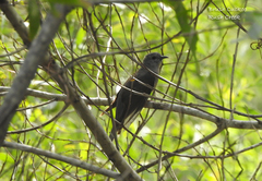 Cacomantis variolosus variolosus