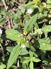 Chauliognathus nigrocinctus