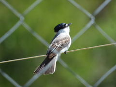 Xenopsaris albinucha