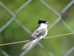 Xenopsaris albinucha