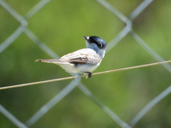 Xenopsaris albinucha