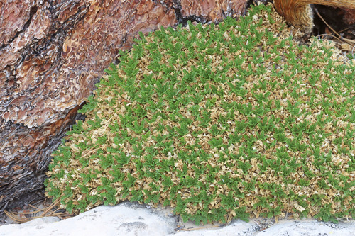 Trotter's Alpineparsley (Oreoxis trotteri) · iNaturalist