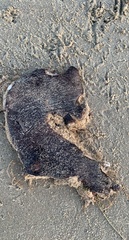 Phoca vitulina