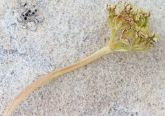 Oreoxis trotteri